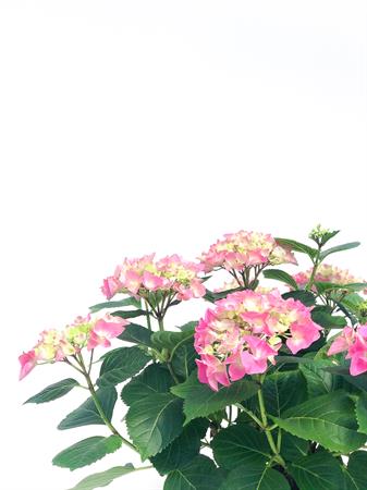 Ortensia grande rosa