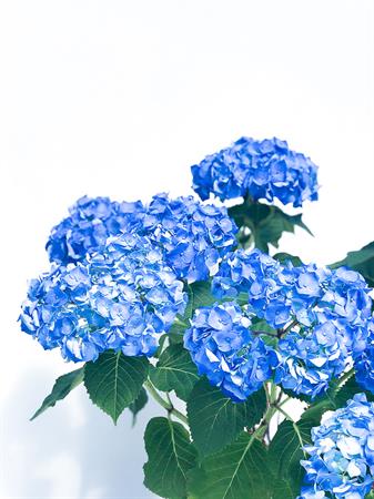 Ortensia grande blu