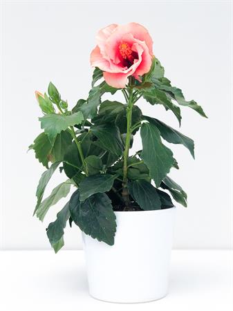 Hibiscus rosa