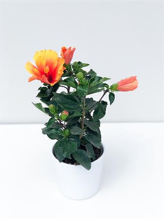 Hibiscus arancione