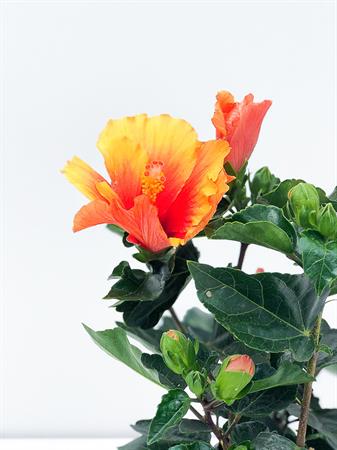 Hibiscus arancione