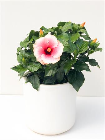 Hibiscus grande rosa