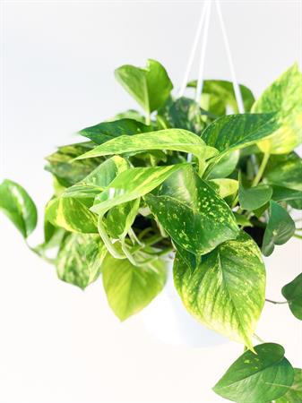 Pothos basket