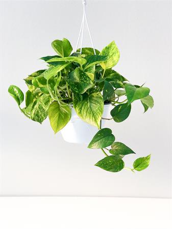 Pothos basket