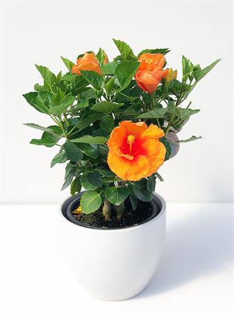 Hibiscus grande arancione