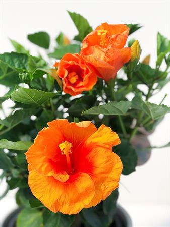Piccola Marochineria Syl'la Porta Bancomat E Carte Hibiscus Arancione – Portafoglio Da Donna In Pelle, Nero, A Scacchi
