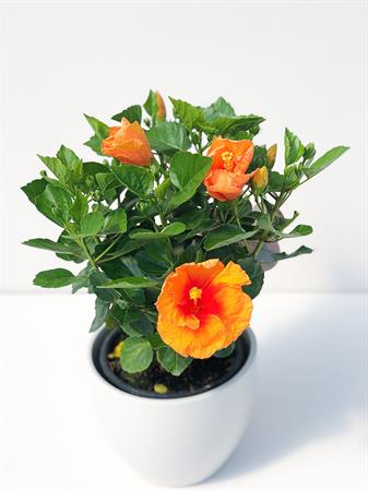 Hibiscus grande arancione