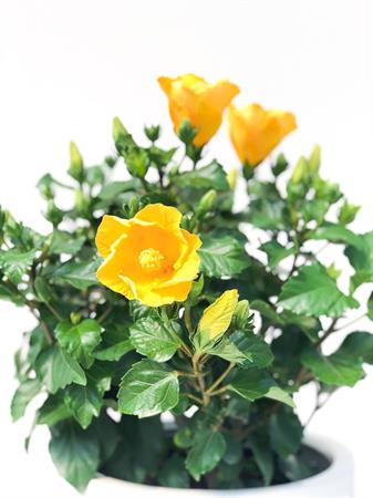 Hibiscus grande giallo