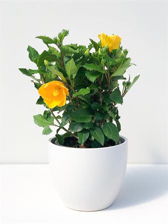 Hibiscus grande giallo