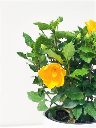 Hibiscus grande giallo