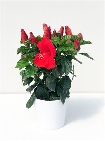 Hibiscus grande rosso
