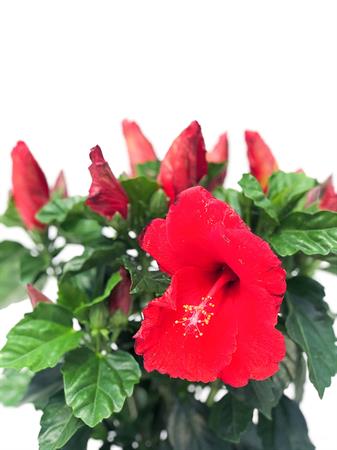 Hibiscus grande rosso