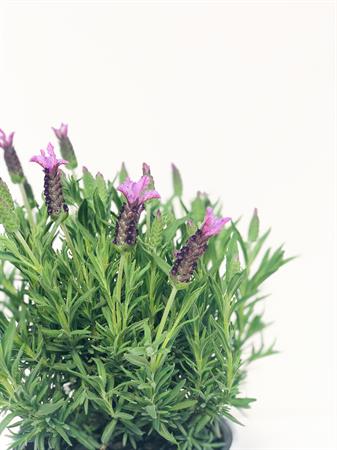 Lavanda Stoechas