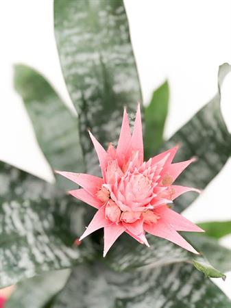 Aechmea
