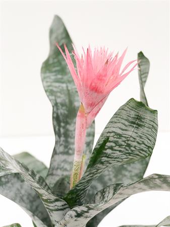 Aechmea