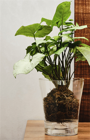 Vaso per orchidee decorato