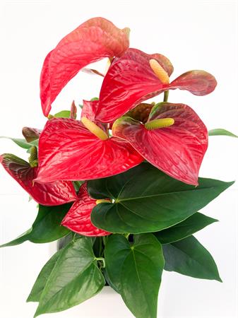 Anthurium rosso