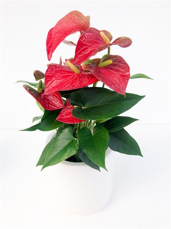 Anthurium rosso