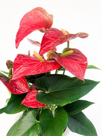 Anthurium rosso
