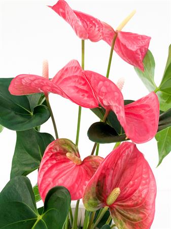 Anthurium rosa