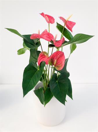 Anthurium rosa