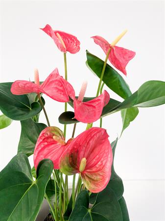 Anthurium rosa