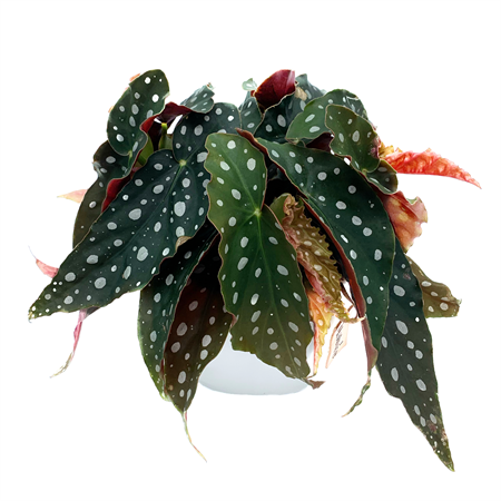 Begonia maculata
