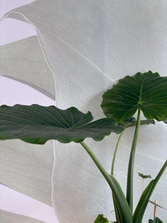 Alocasia