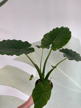Alocasia