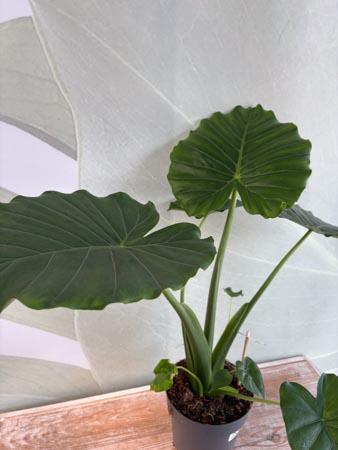 Alocasia