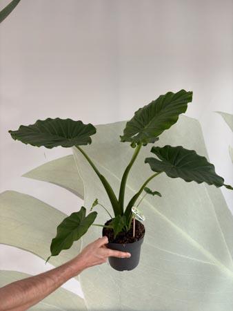 Alocasia