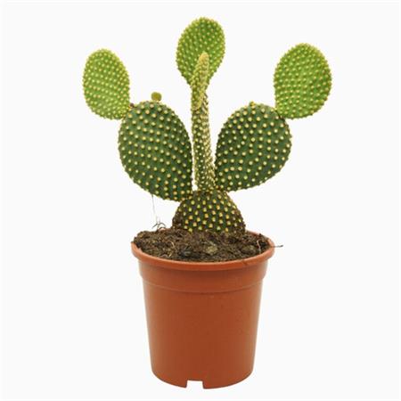 Opuntia d.10