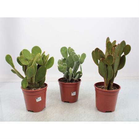 Opuntia d.17