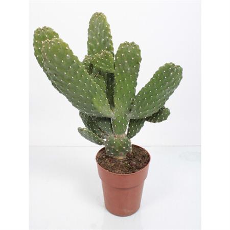 Opuntia Consolea