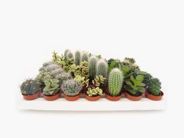 Cactus e succulente d.3,5 cm