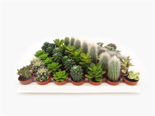 Cactus e succulente d.3,5 cm