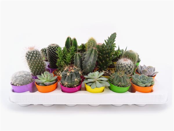 Cactus e succulente d.5,5 cm
