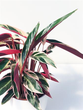 Calathea Stromanthe