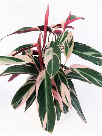 Calathea Stromanthe