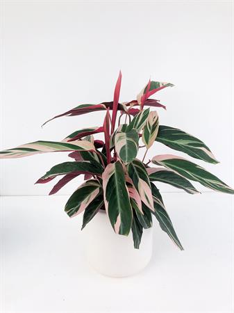 Calathea Stromanthe