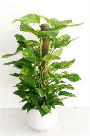 Pothos bastone