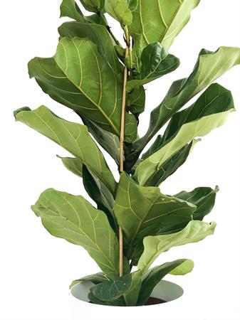 Ficus Lyrata