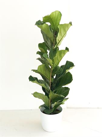 Ficus Lyrata