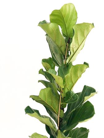 Ficus Lyrata