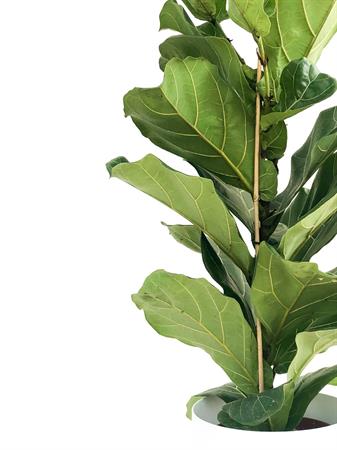 Ficus Lyrata