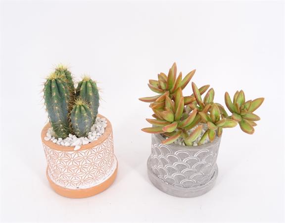 Composizione vaso cemento