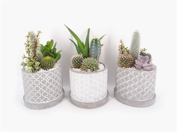 Composizione vaso cemento