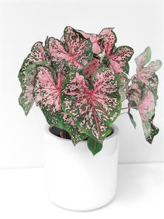 Caladium verde e rosa