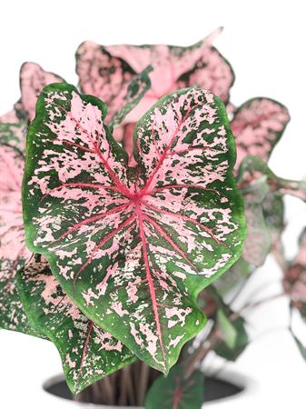 Caladium verde e rosa