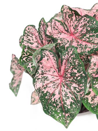 Caladium verde e rosa